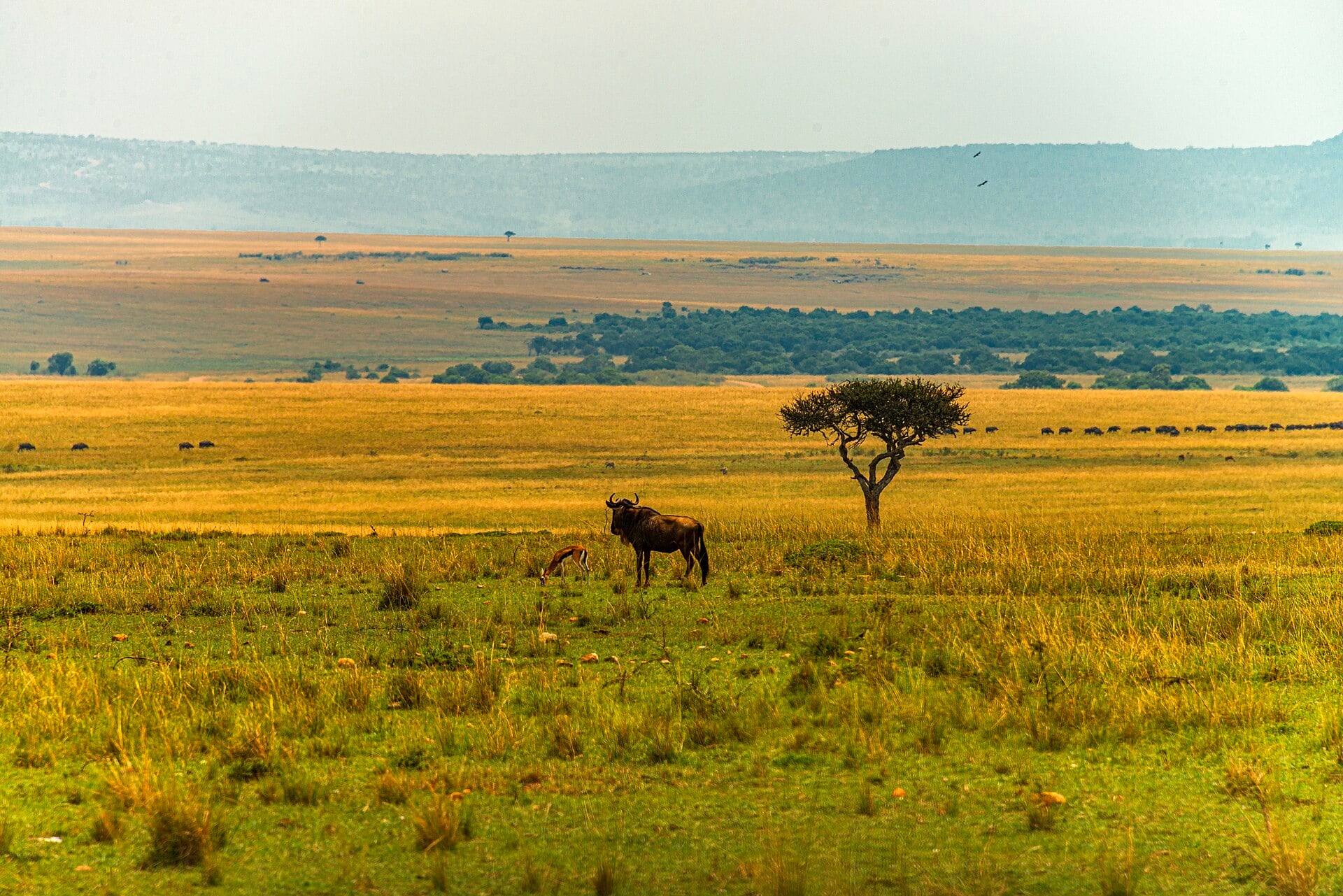 Wildebeest crossing the grassland of the Maasai Mara, Kenya.