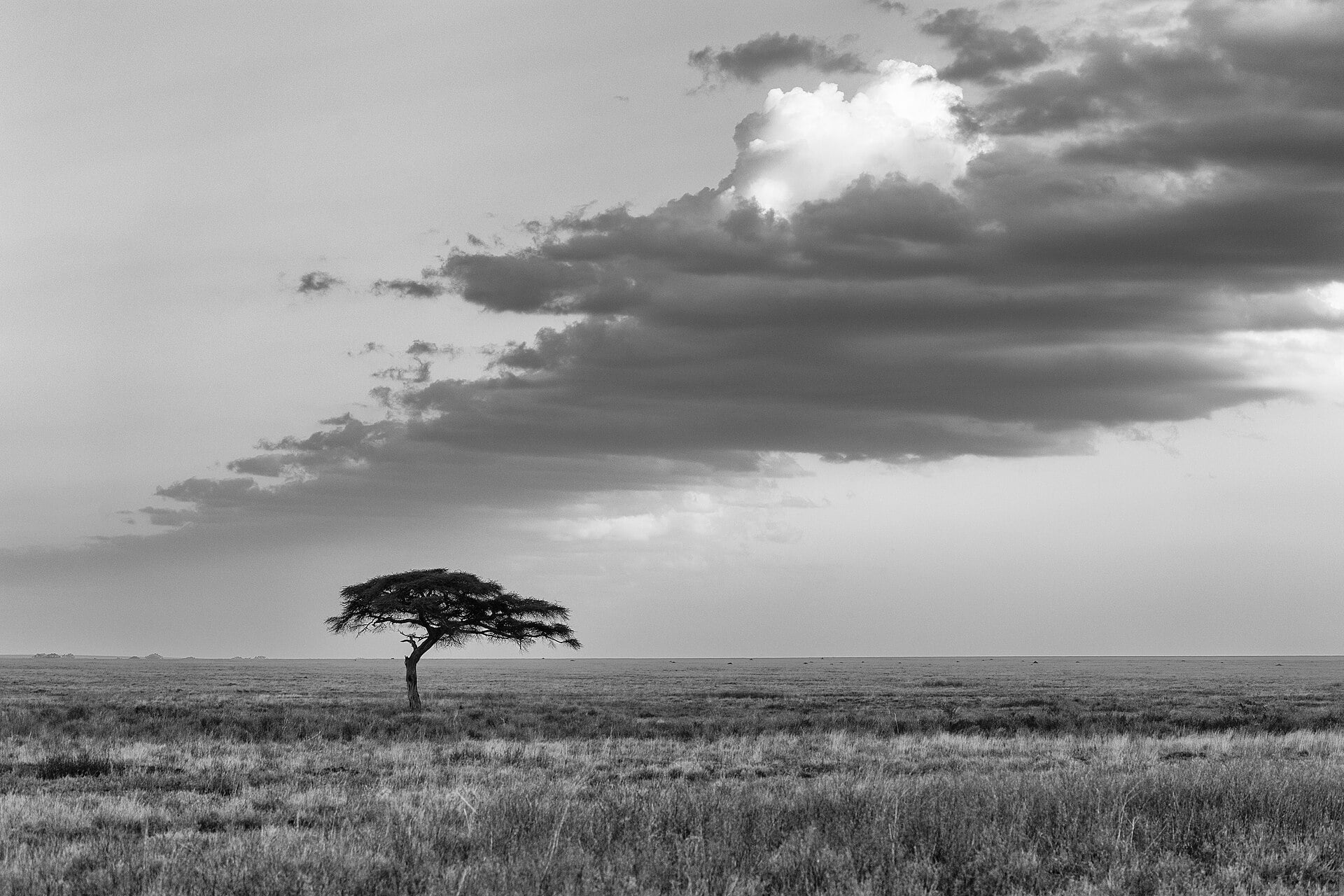 Acacia trees on the open plains of the Serengeti, Tanzania.