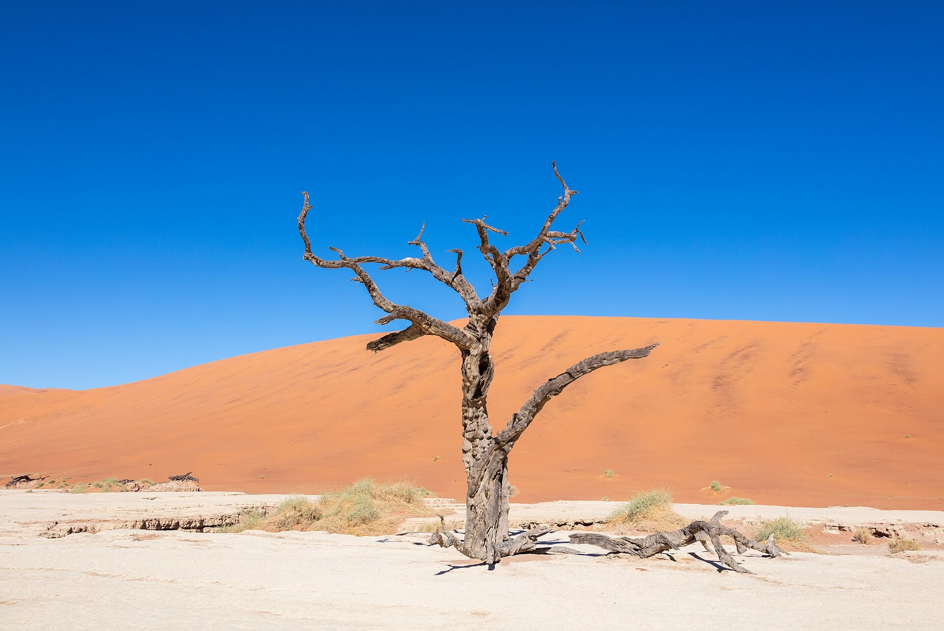 Dead camel thorn trees on the cracked white pan of Deadvlei, Sossusvlei, Namibia.