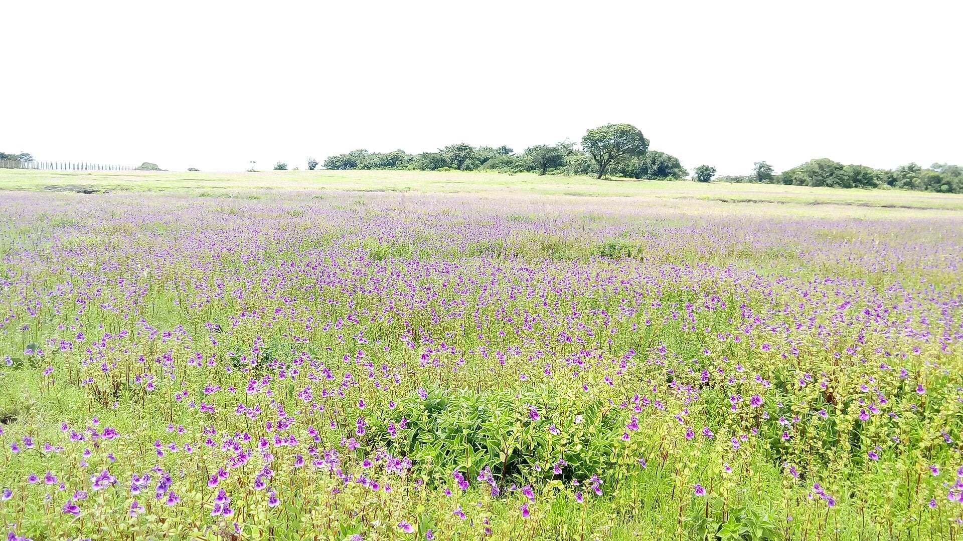 The Kaas plateau above Satara in the Maharashtra Western Ghats, in flower after the monsoon.
