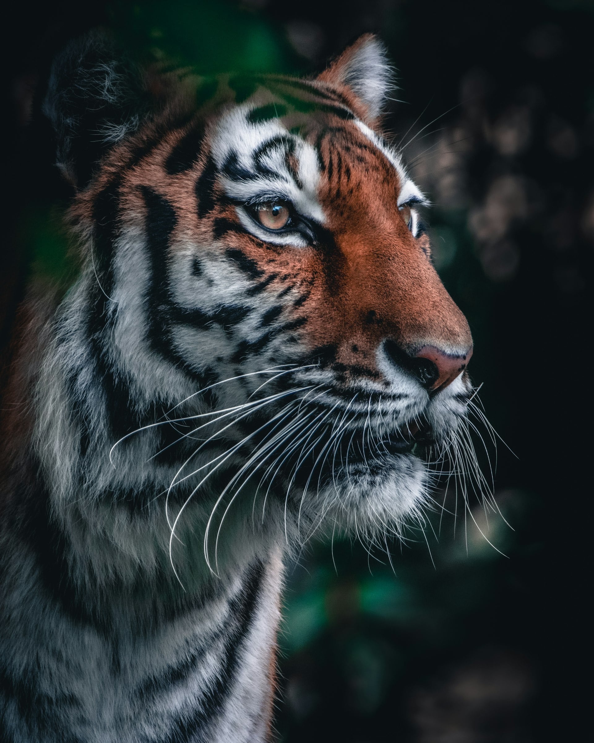 Tiger by a forest pool, Pench