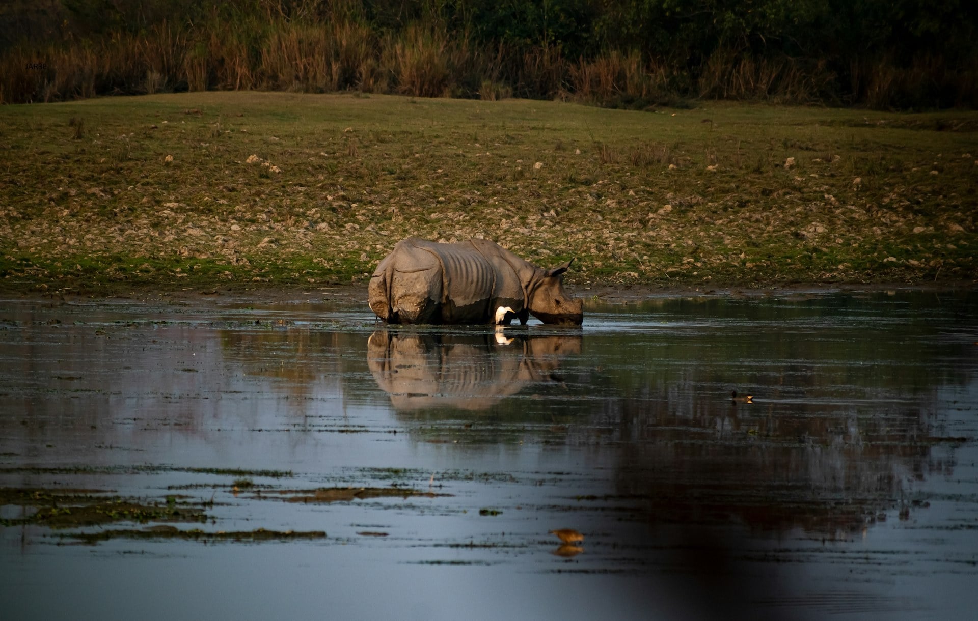 Kaziranga — one-horned Indian rhinoceros in water
