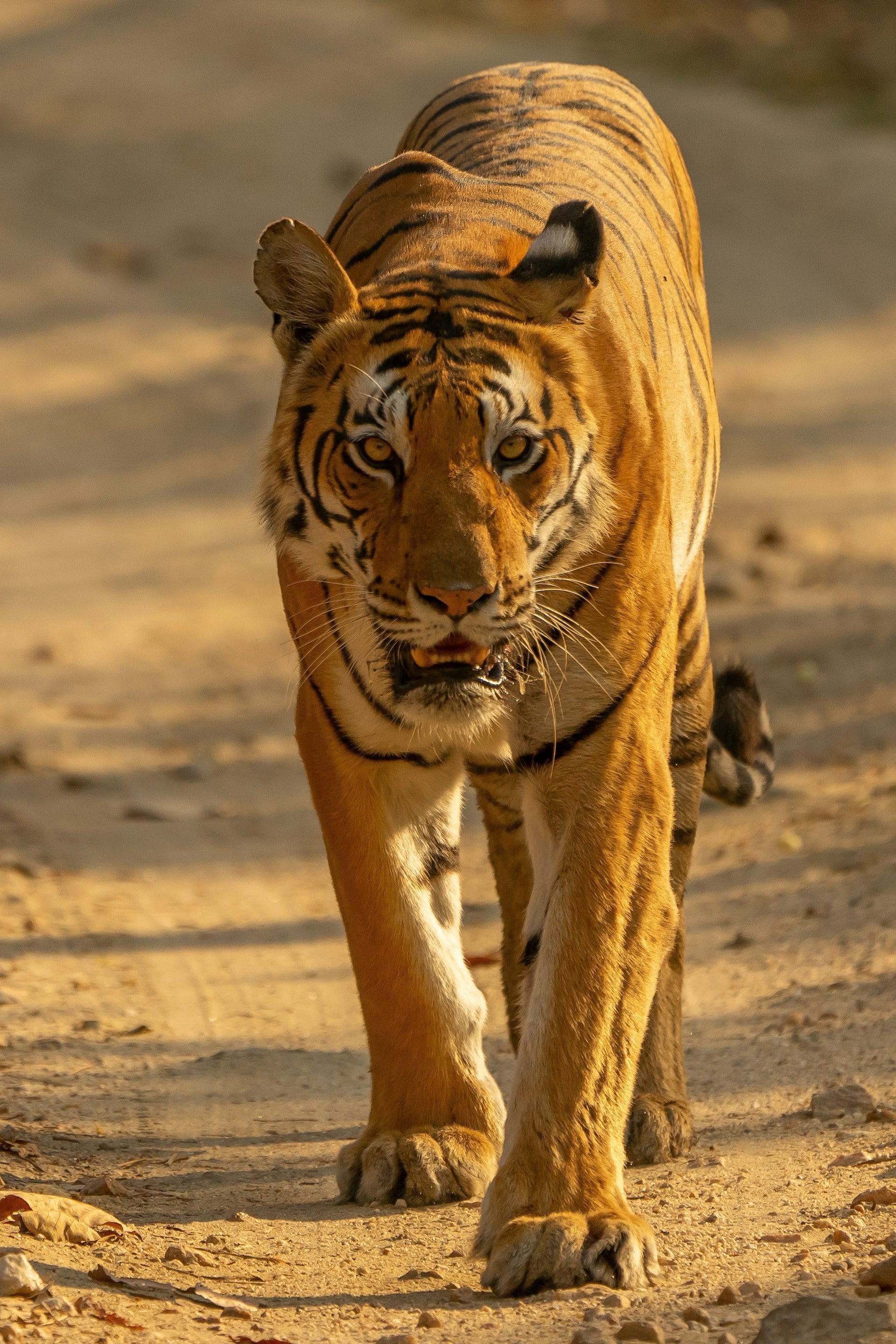 Ranthambhore — hero
