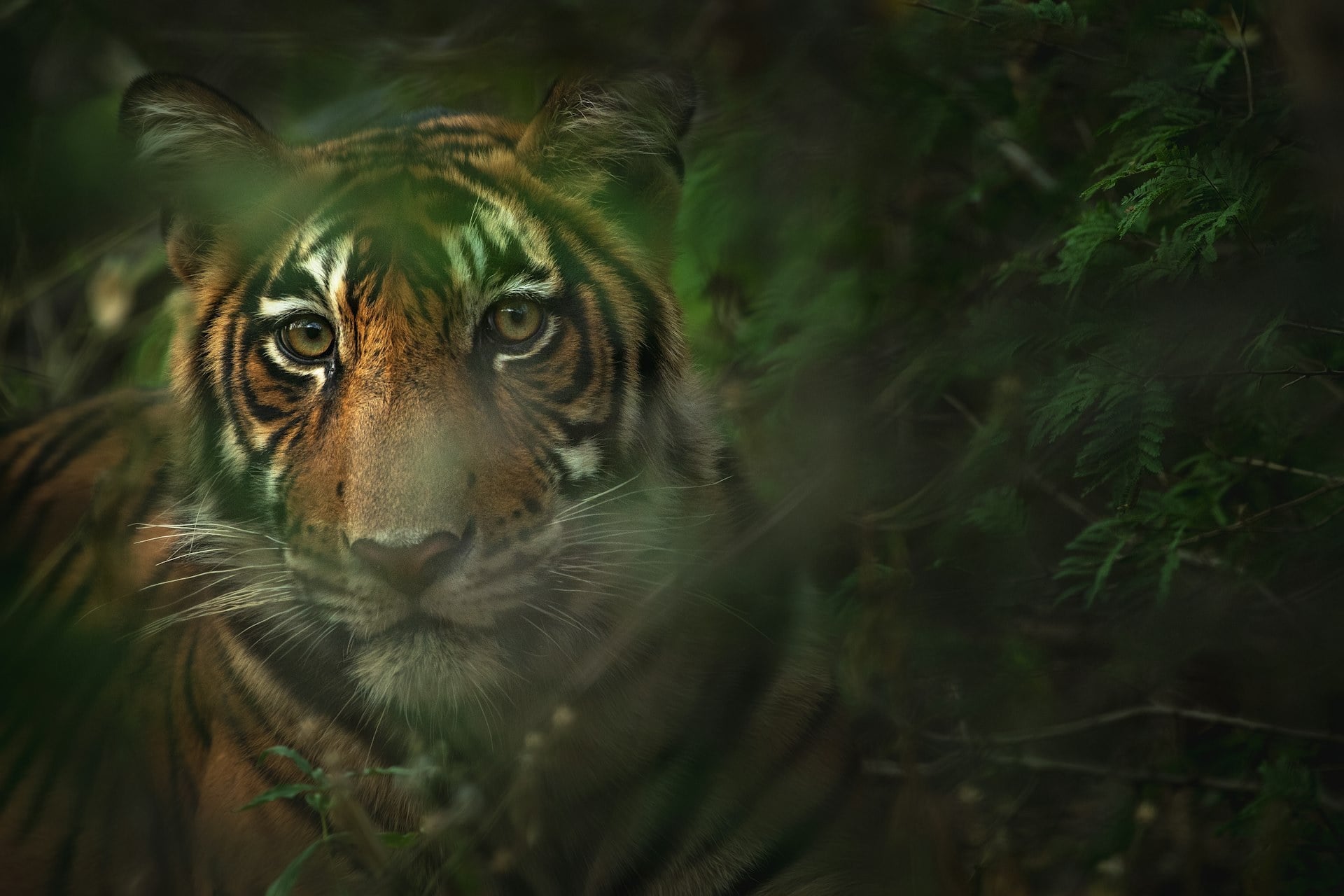 Tadoba Andhari Tiger Reserve — hero